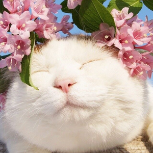 日本特黄在线观看
